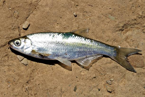istock Specimen of Common bleak in Guadiana river. 1217143759