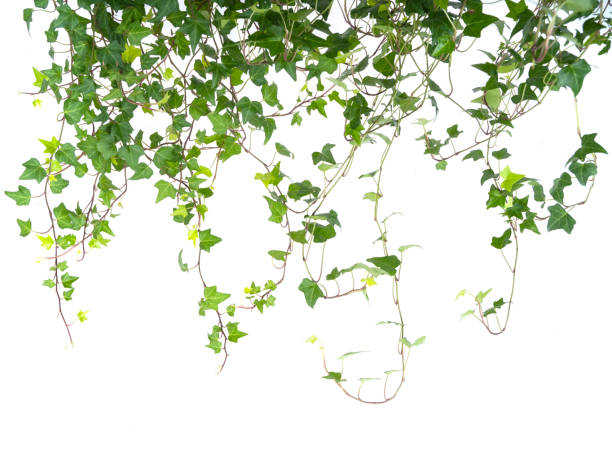 istock ivy leaves isolated on white 1217143777