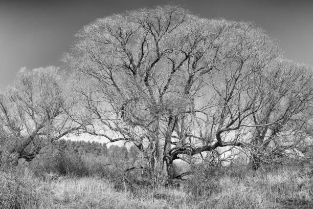 istock Leafless trees in wetlands. Black and white picture. 1217143827