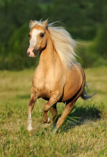 galloping horse in the meadow - palomino imagens e fotografias de stock