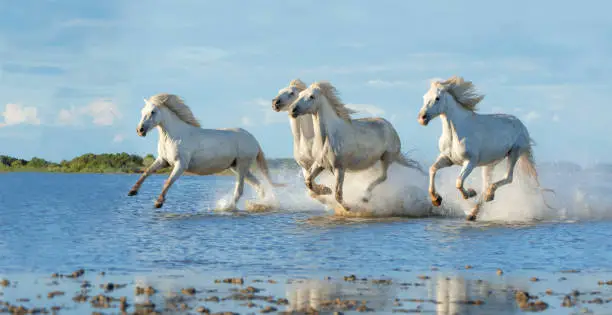 Four free horses galloping in the water. France, Camargue.