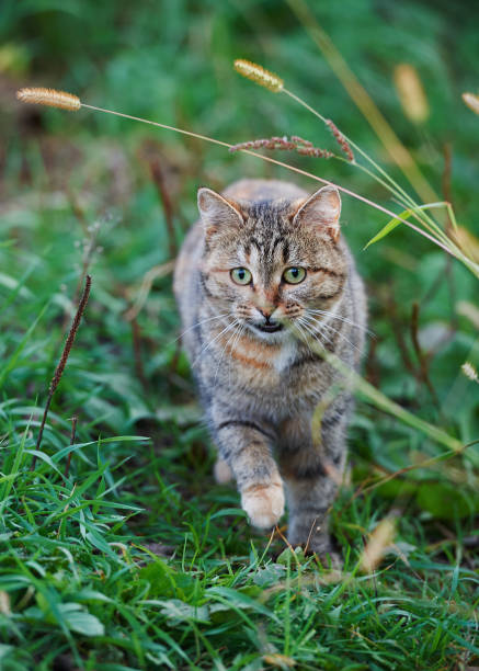 istock Portrait of a huntering tabby cat in the grass 1217144013