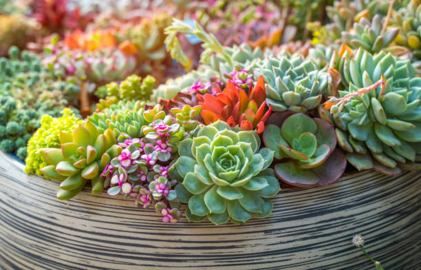 plantas suculentas em miniatura - agave cactus natural pattern pattern - fotografias e filmes do acervo