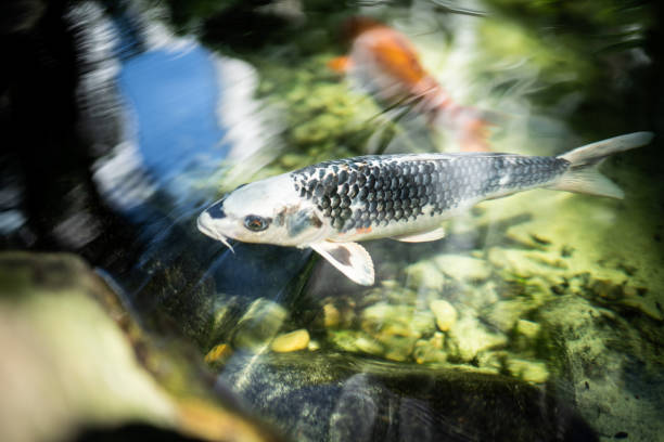istock Koi carps in the lake 1217145826