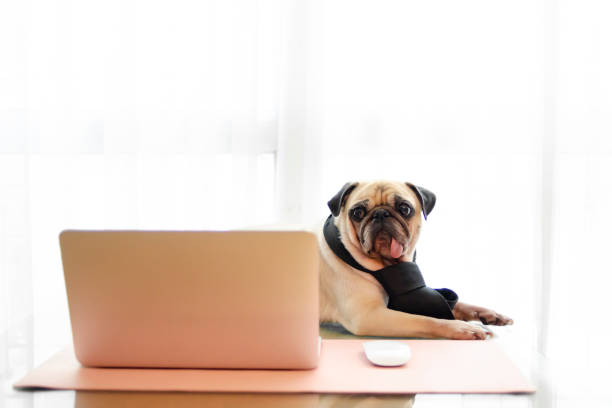 istock Cute pug dog wearing necktie and working with laptop notebook. Online the internet quarantine and work from home concept of global pandemic coronavirus, COVID-19 or 2019-nCoV. 1217146728