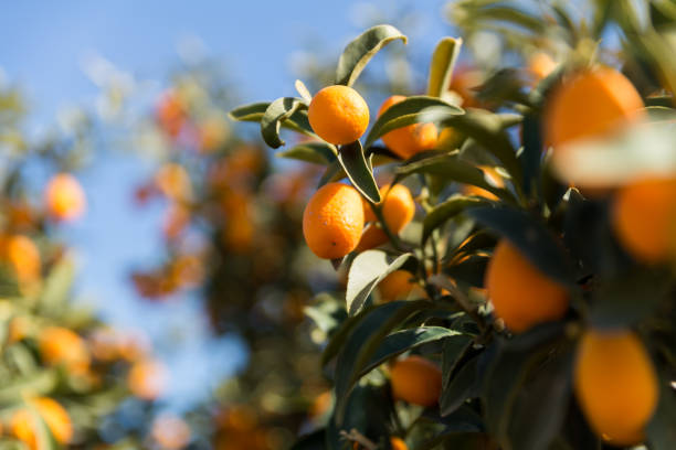 istock At The Salad Trail in Southern Israel 1217148366