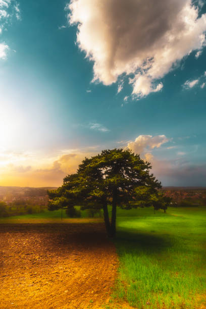 Winter groves standing on a hill at spring evening