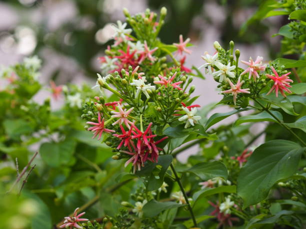 랑군 크리퍼, 중국 꿀 빨기, 드룬 선원, combretum indicum defilipps 이름 핑크와 흰색 꽃 자연 배경의 흐린에 정원에서 피는 - drunen 뉴스 사진 이미지