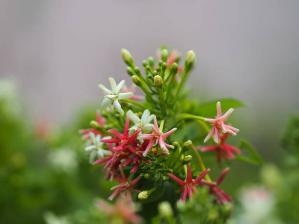 rangoon creeper, chinesischen honig suckle, drunen seemann, combretum indicum defilipps name rosa und weiße blume blüht im garten auf verschwommenen natur hintergrund - drunen stock-fotos und bilder