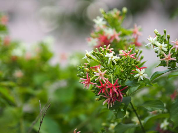 rangoon creeper, mel chinês suckle, marinheiro drunen, combretum indicum defilipps nome rosa e branco flor florescendo no jardim em desfocado de fundo da natureza - drunen - fotografias e filmes do acervo