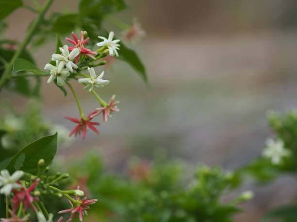 rangoon creeper, mel chinês suckle, marinheiro drunen, combretum indicum defilipps nome rosa e branco flor florescendo no jardim em desfocado de fundo da natureza - drunen - fotografias e filmes do acervo