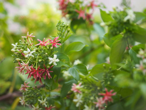 rangoon creeper, miel chinois suckle, marin drunen, combretum indicum defilipps nom fleur rose et blanc fleur fleur fleurissant dans le jardin sur flou de fond de la nature - drunen photos et images de collection