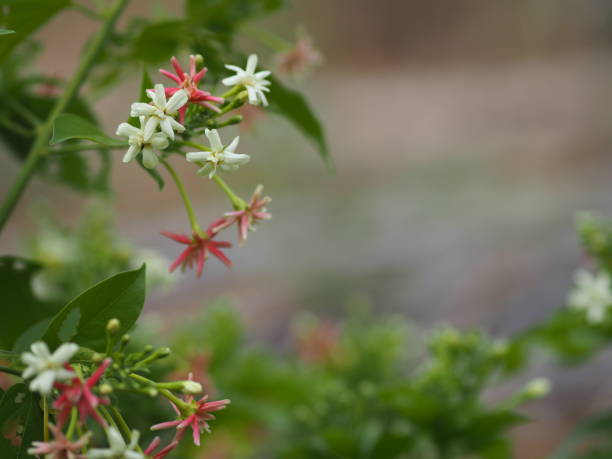 rangoon creeper, chinesischen honig suckle, drunen seemann, combretum indicum defilipps name rosa und weiße blume blüht im garten auf verschwommenen natur hintergrund - drunen stock-fotos und bilder