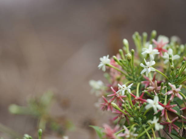 랑군 크리퍼, 중국 꿀 빨기, 드룬 선원, combretum indicum defilipps 이름 핑크와 흰색 꽃 자연 배경의 흐린에 정원에서 피는 - drunen 뉴스 사진 이미지