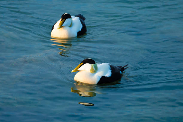 istock A healthy Eider duck colony that has adapted to fresh water and permanently settled on the shores of the Upper Zurich Lake (Obersee), Switzerland. 1217151222