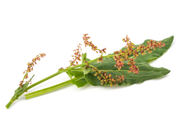 Common sorrel leaves and flowers isolated on white
