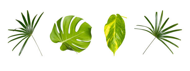 istock green leaves for background and wallpaper 1217151327