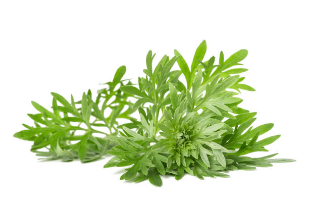 полынь - tarragon twig plant herb стоковые фото и изображения