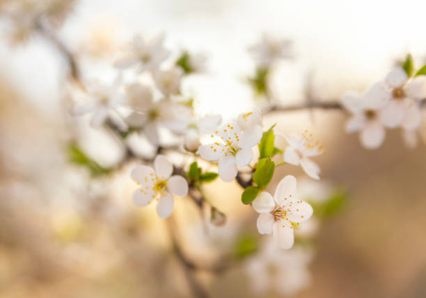 istock Cherry blossom in the morning 1217153194