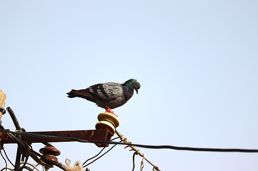 pigeon standing on pole of electricity power