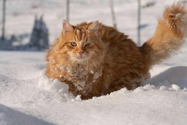 istock Yellow stray cat playing in the snow. 1217154811