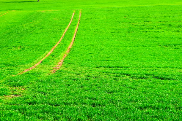 Tracks in the wheat field