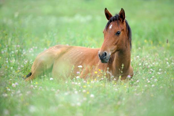Cute little arabian horse is lying on grass