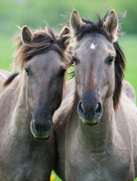 Two semi-wild horses konik polski breed Two semi-wild horses konik polski breed in Latvia, Elgava konik stock pictures, royalty-free photos & images