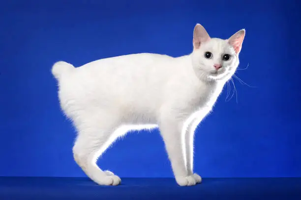 Japanese bobtail Cat