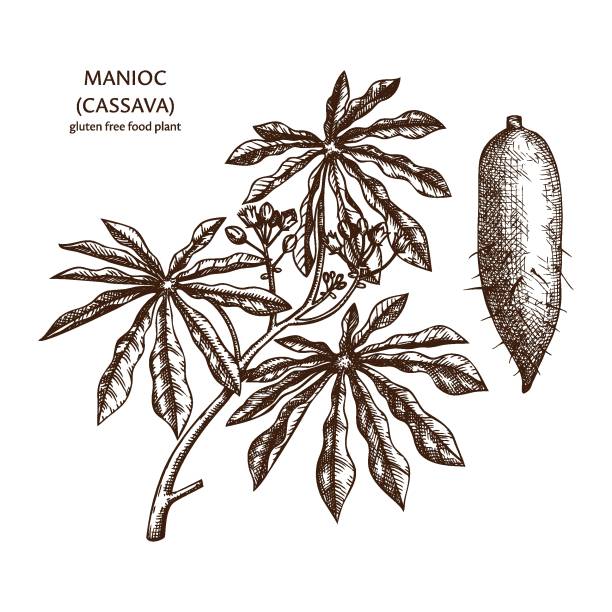 Hand drawn Cassava  sketch Hand drawn Cassava illustration. Botanical drawing of manioc, yucca or Brazilian arrowroot. Agricultural plant sketch. Vegan and healthy. Great for packaging, label, icon. Cassava vector outlines. mandioca stock illustrations