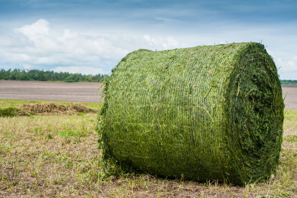 istock fresh silo in a roll packed with baler, agricultural machinery 1217157762