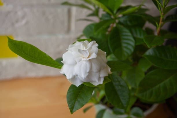beautiful white flower gardenia on  green background stock photo