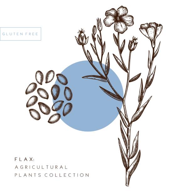 Hand drawn Flax sketch Hand drawn Flax collection.  Agricultural plant drawing with seeds, leaves and flowers. Vegan and healthy food ingredient. Great for packaging, label, icon. Line art. Vector flax outlines. flax seed stock illustrations