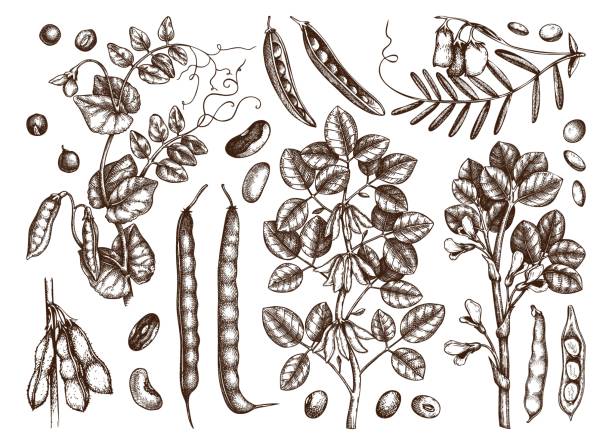Legume crops drawing set. Agricultural plants collection. Legume crops drawing set. Gluten free food elements. Vector vegetables, plants, beans, seeds, pods in engraved style. Great for packaging, menu, label. High detailed. broad bean plant stock illustrations