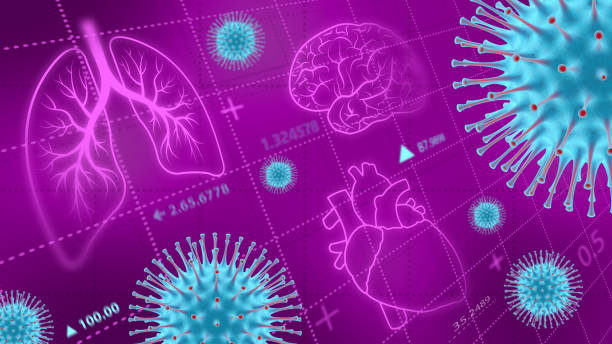 Effects of coronavirus on the lungs, heart and brain. stock photo