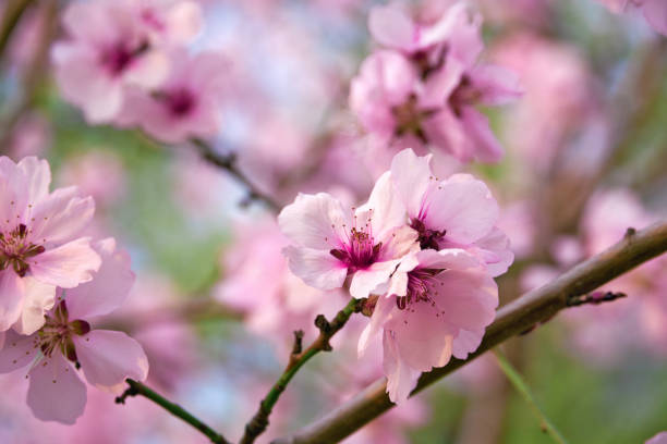 istock beautiful spring landscape - blooming trees, bright pink and white flowers as background 1217158873