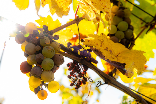 vinegrapes in autumn in opposite light