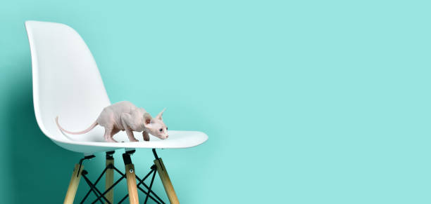 istock Canadian light pink sphynx cat kitten sitting on modern chair 1217160726