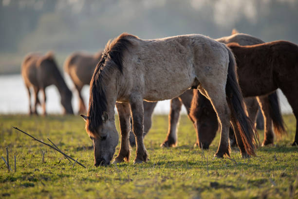 istock Horses in morning sunlight grazing in meadow. 1217161723