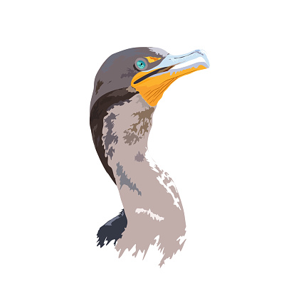 Cormorant Bird from the Everglades National Park in Florida, USA - Detailed Vector Design