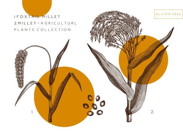 Vector Millet and Foxtail Millet illustrations set. Vector Millet and Foxtail Millet illustrations set. Hand drawn agricultural cereal sketch with seeds and grains. Botanical drawing of gluten free plant. Healthy food collection. Vintage millet design flour label designs stock illustrations