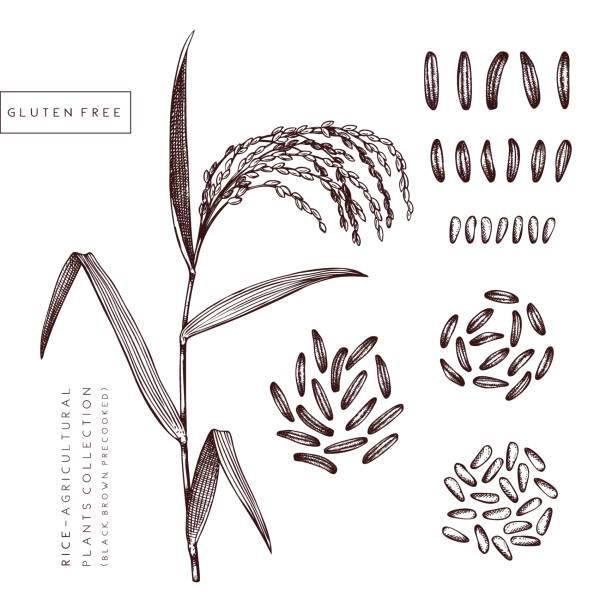 Rice - agricultural plants set Vector Rice illustration. Agricultural plants with black, brown, precooked rice drawings. Hand drawn cereals sketch. Gluten free plants collection. Vegan food Lineart. rice cereal plant stock illustrations