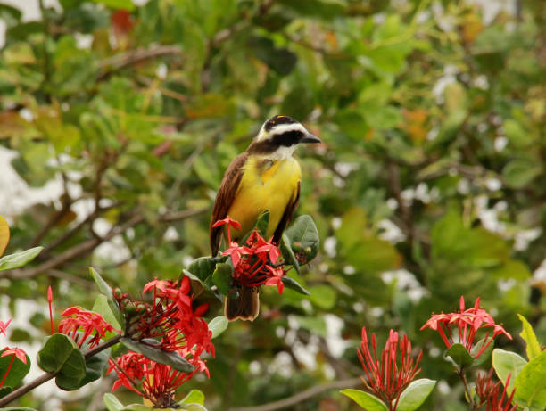 istock bird bemtivi in rural area 1217163469