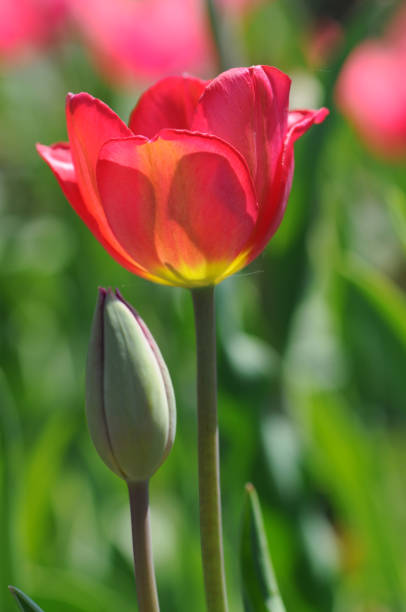 istock pink yellow tulip with a bud 121716363