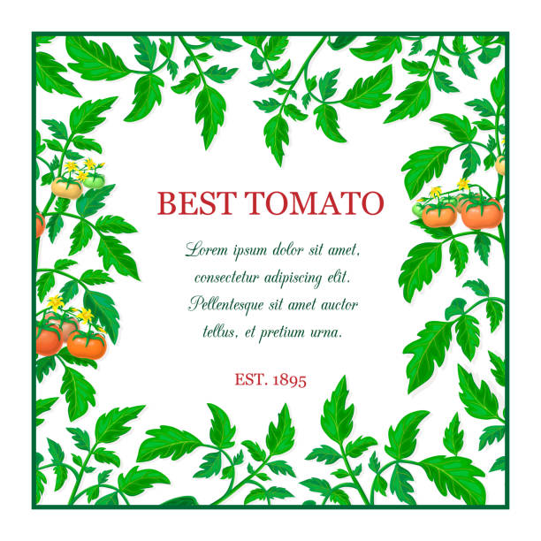 赤熟したトマトの果実、緑の葉とベクトルラベルやバナー。枝、果物、黄色の花とテキストのための場所と正方形のトマトの組成。新鮮な野菜フレーム。オーガニックヘルシーフードバナー� - banner yellow red label点のイラスト素材／クリップアート素材／マンガ素材／アイコン素材