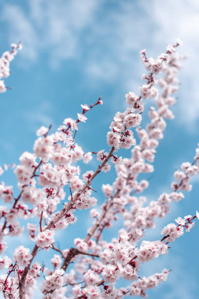 istock Apricot Flowers Blooming 1217164675