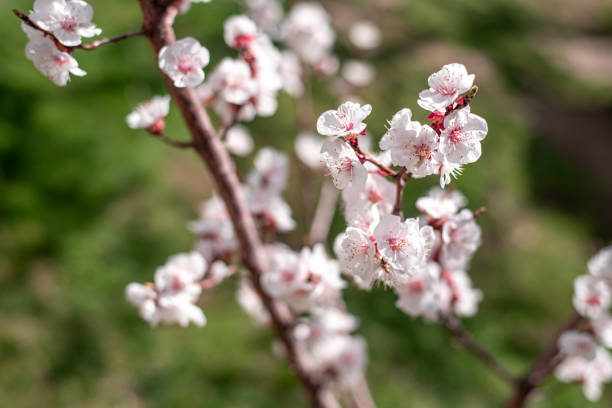 istock Apricot Flowers Blooming 1217164722