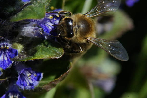 istock It is spring time a bee sitting on a blossom in closeup 1217164788