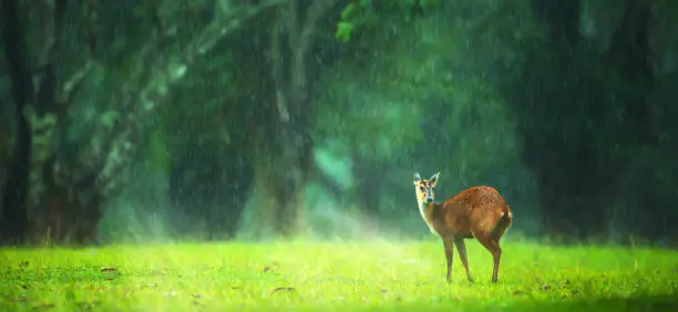 Photo of A fawn relaxing on the green grassland in the rain.