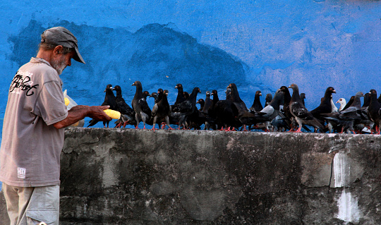 salvador, bahia / brazil - may 20, 2013: pigeons are seen in the light source of Praca da Piedade in the city of Salvador.